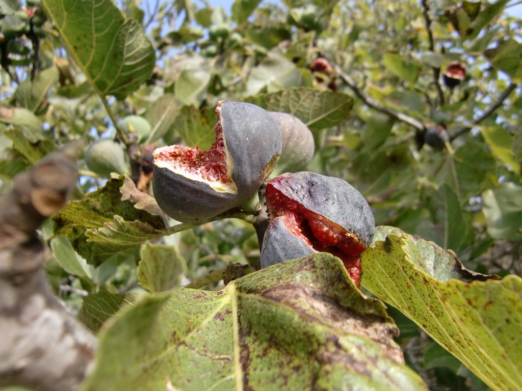 Agroturisme Perola - Only Adults Llucmajor  Buitenkant foto