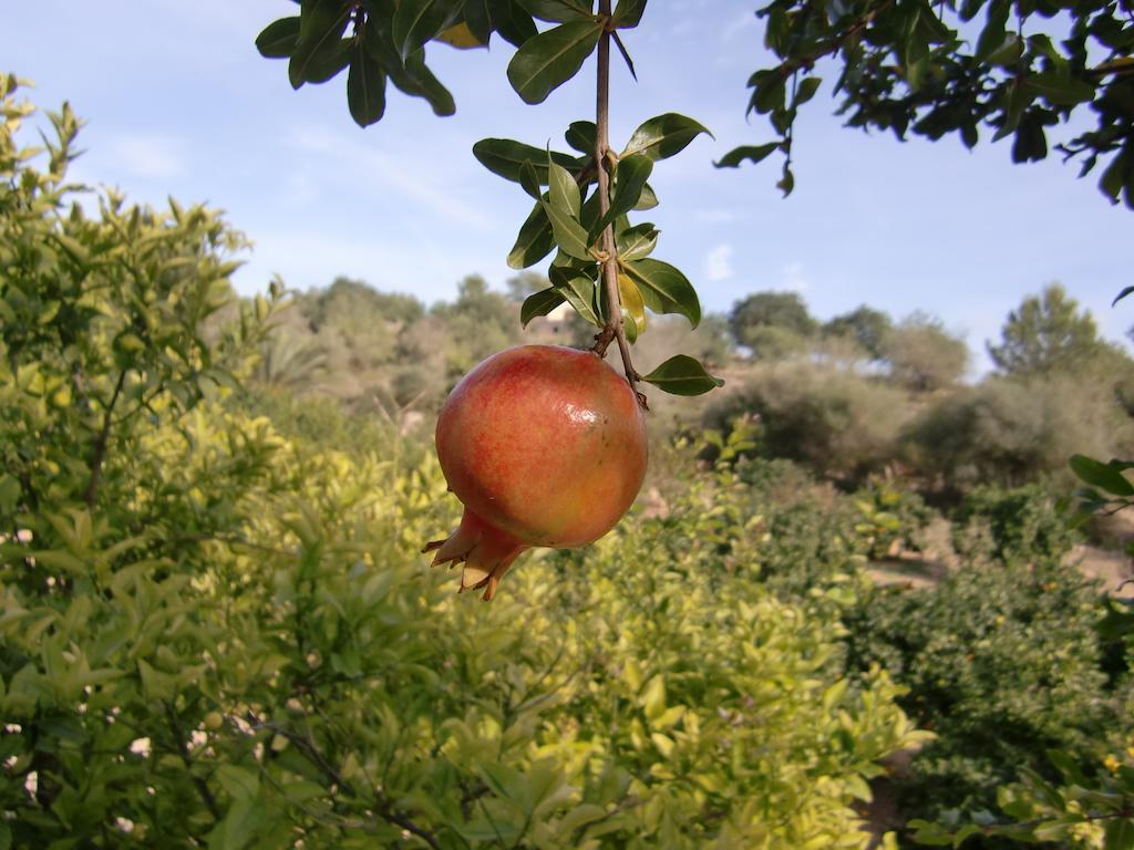 Agroturisme Perola - Only Adults Llucmajor  Buitenkant foto